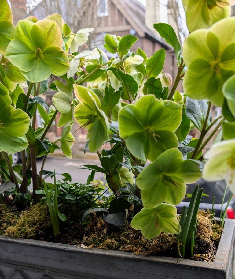 corsican-hellebore