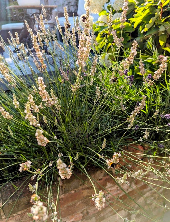 The Buzz About Lavender: Your Garden's Perfect Partner for Plump, Fluffy Bumblebees