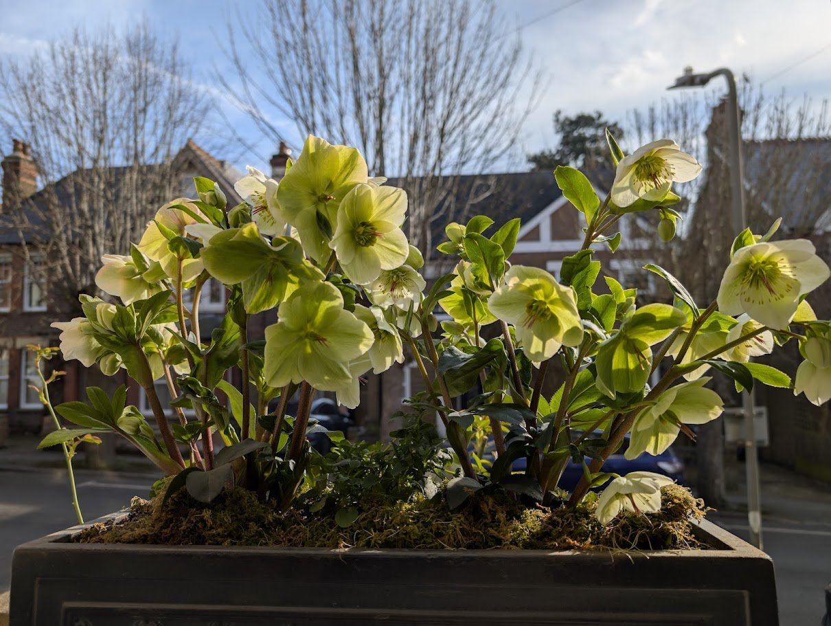 Corsican Hellebore foliage and flower structure