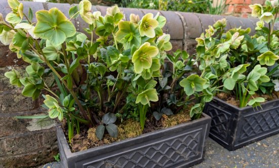 Hellebore Bloom 3