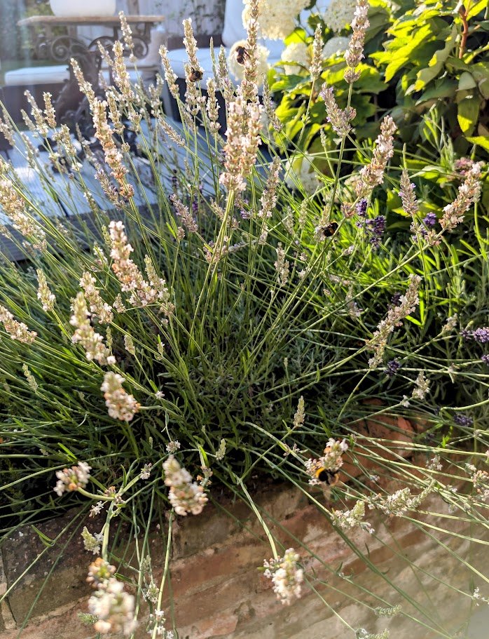 Lavender Edelweiss 3