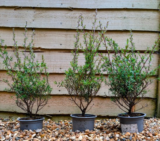 Manuka Tree 1